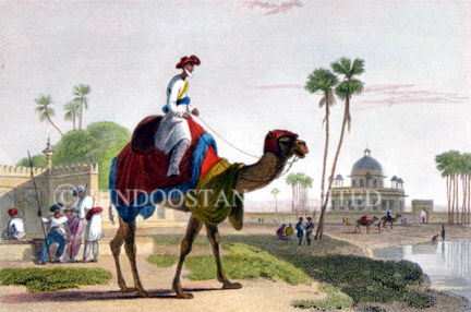 /data/Original Prints/Miscellaneous/THE HIRKARRAH CAMEL.jpg